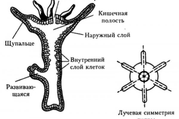 Ссылка адрес на кракен тор